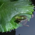 20080702singasamui2_385